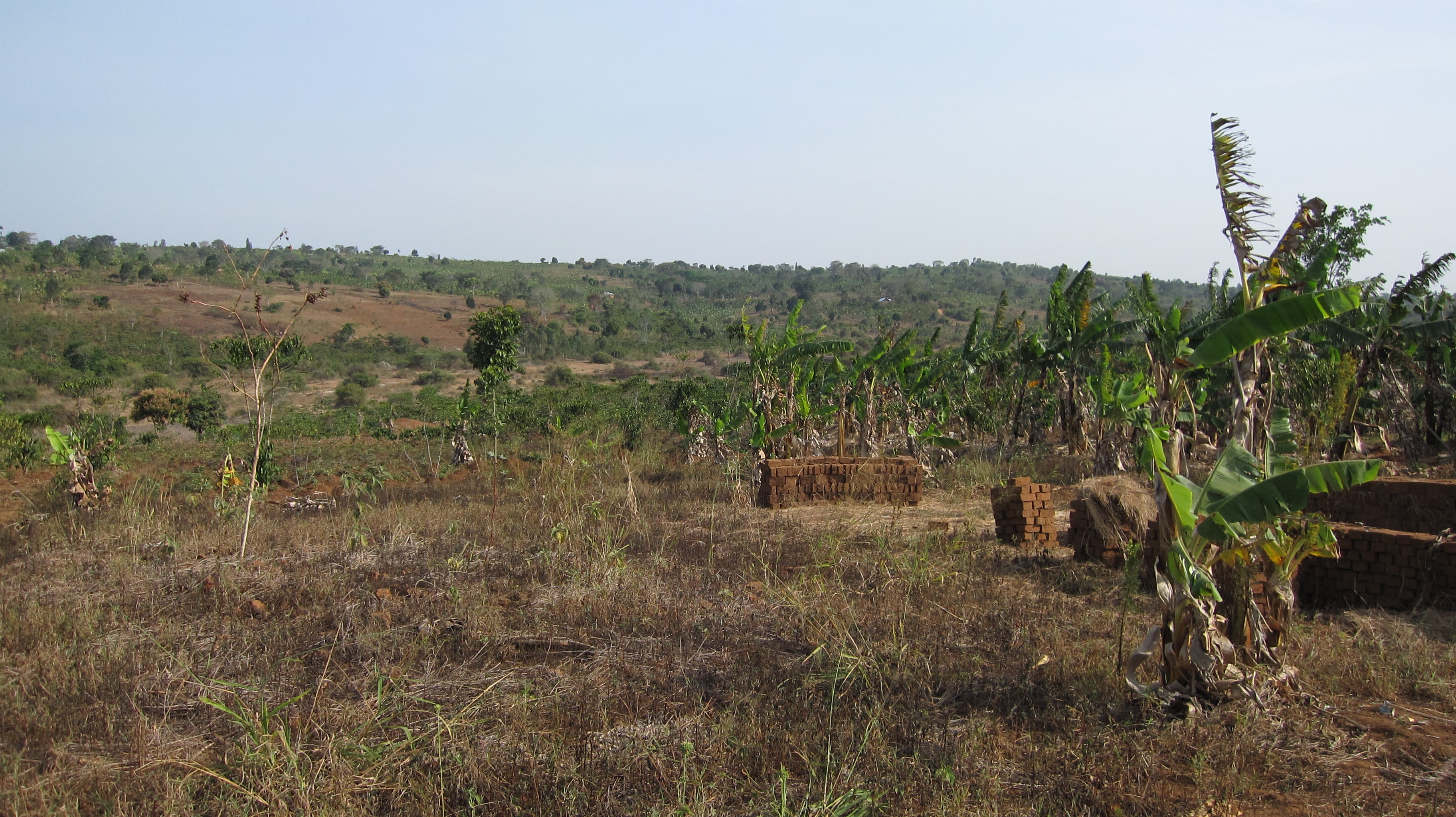 Busch in Kyamulibwa in Uganda